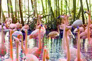 Cartagena: Tagestour zur Voliere mit Eingang + Playa Blanca mit dem Bus