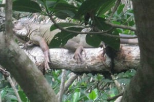Cartagena: Ilha dos Pescadores nos Mangues de canoa