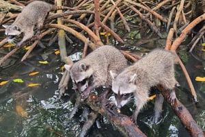 Cartagena: Raccoon Island Snorkel, Mangrove, Photos & Lunch