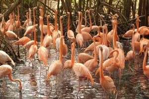 Cartagena: Entrance to the AVIARY with TRANSFER INCLUDED