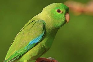 カルタヘナ：熱帯乾燥林プライベートバードウォッチングツアー