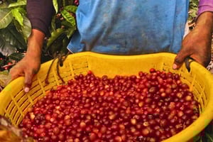 Tour del caffè, del cacao e del trekking a Minca: Natura, coltivazioni e produzione