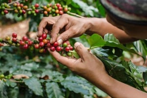 Tour de Café en Barichara: Tradición, Sostenibilidad y Sabor Local
