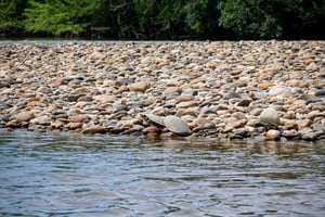 Gemeinschaft und Artenvielfalt in der Wüste Tatacoa Neiva