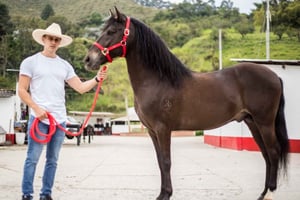 Vivi con noi una fantastica passeggiata a cavallo e goditi la natura.