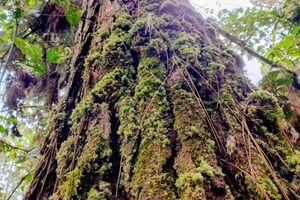 Filandia: Hiking in Yarumal and the colorful village + monkey spotting