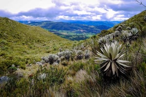 Von Bogotá aus: Chingaza National Park Eco Tour