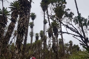 De Bogotá: Trilha para a casa do urso andino Choachi