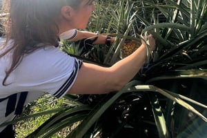 Au départ de Medellín : Expérience dans une plantation d'ananas avec dégustation