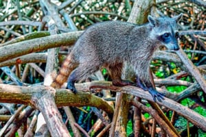 Full Day Barú island: Mangrove +Snorkel + Sunset + Plankton
