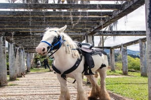 Cabalgata a las afueras del Parque La Manuela: Hacienda de Pablo Escobar