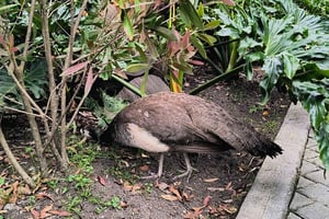 Tour del parco Jaime Duque e della Cattedrale di Sale di Zipaquirá