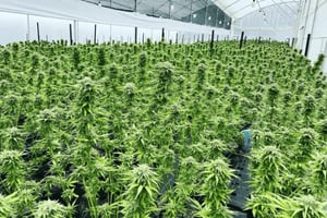 Medellín: uma viagem pela natureza à descoberta da canábis medicinal