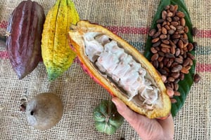 MEDELLÍN: CHOKLADTUR OCH EXFOLIERING I VACKER FLOD!