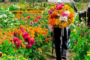 Medellín: Flower Farm & Silletero History Tour