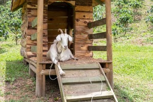 Medellín: La Casa Grande Coffee Hacienda – kahvikokemus