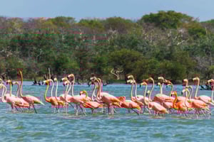 Palomino: Santuário de Flamingos Day Tour