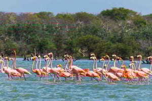 Palomino: Sanctuary of Flamingos Day Tour