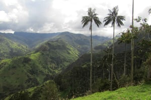 Salento: escursione guidata in 4x4 alla foresta di palme da cera di Carbonera