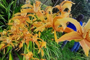 San Agustín, Huila: Tour auf dem Weg der Entitäten