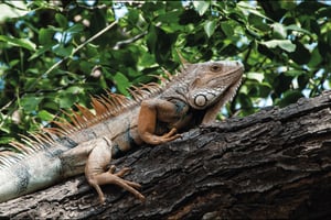 San Andres-øyene: Spesiell bytur med bakketransport