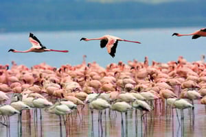 Santa Marta - Los Flamingos National Natural Park