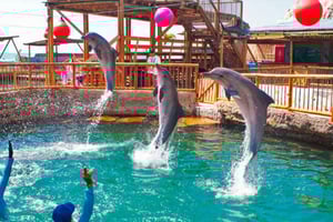 SANTA MARTA: Tur med inträde till akvariet och transfer till Playa Blanca!