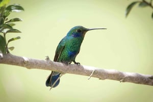 Sendero del Canto – Vogels spotten in Minca