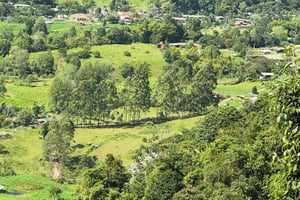 Caminhada pelo Vale do Cocora, Finca Cafetera e Passeio por Salento