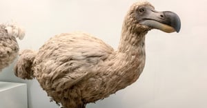 Dodo (Mauritius Endemisk Fågel)