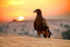 United Arab Emirates