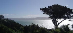 Matiu Somes Island