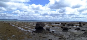 オークランドのシェークスピアリージョナルパークでの1日