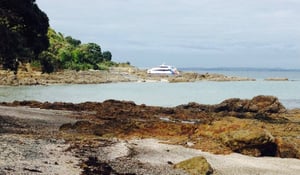 Tiritiri Matangi島への日帰り旅行