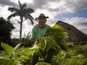 Come to know the tobacco farms in Cuba