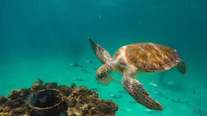 Tauchen in Panama Sommer 2019