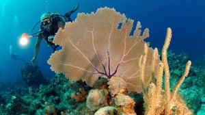 Enjoy the best diving trips in Cuba
