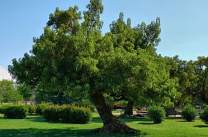 Pięć parków w Santiago de Chile, gdzie możesz uprawiać sport za darmo