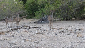 Kavinga Safari Camp - Mana Pools - A Memorable Experience