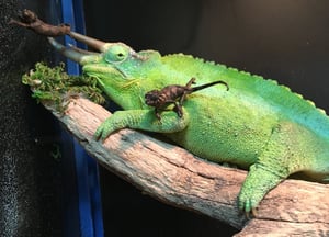 Ontmoet de nieuwe aanwinsten in Terra Natura Benidorm