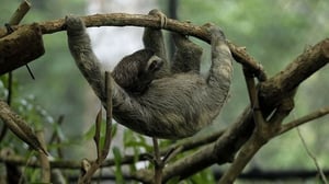 Panama Conservation feiert den Internationalen Tag des Faulen Tieres