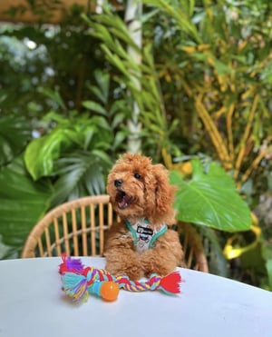 Kæledyrsvenlige steder i Miami