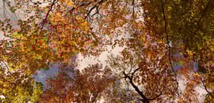 Wien im Herbst 2025 – Weinsaison, Goldene Parks & Kulturelle Highlights