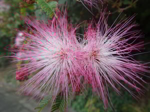 Western Springs Park and Lake Near Auckland Zoo