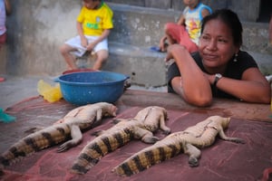 What to do in iquitos. Guide to see the cot of the amazon