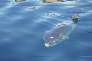 L'Escala : baptême de plongée dans la réserve naturelle de Montgri