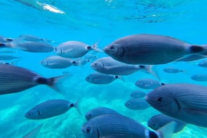 Róże: Wycieczka katamaranem na Costa Brava z podwodnymi widokami