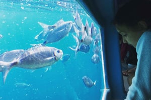 Róże: Rejs do Cala Murtra z podwodnymi widokami