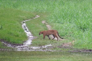 2 jours et 1 nuit à Corcovado Sirena de Drake Bay