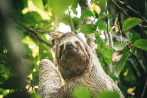 6-in-1-tour: Cahuita National Park, Tortuguero-kanalen en meer